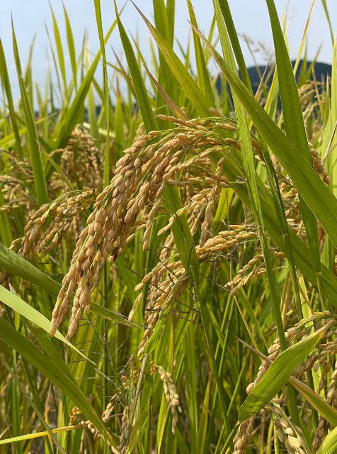 農薬・化学肥料不使用、米づくりは土づくりから。